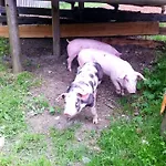 Szálloda Appelhof 4*